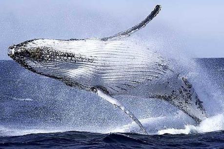 Australia phản đối Nhật Bản săn cá voi ở Nam Cực