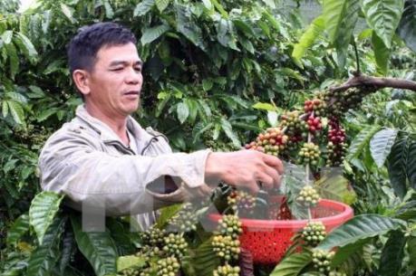 Người trồng cà phê Đắk Lắk lao đao vì mưa trái mùa