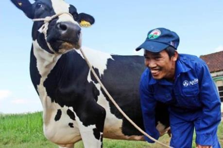 Công ty bò sữa Mộc Châu tăng quy mô sản xuất