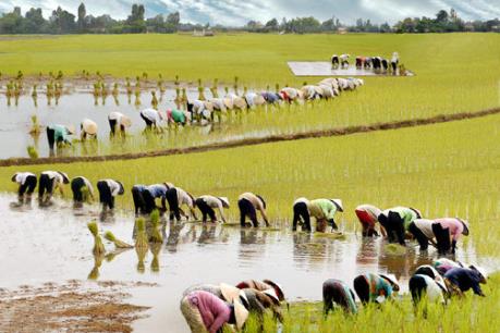 Ưu đãi cho vốn FDI đầu tư vào bốn lĩnh vực nông nghiệp
