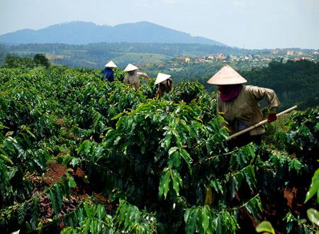 Tái canh cà phê: Không thiếu vốn nhưng vẫn vướng