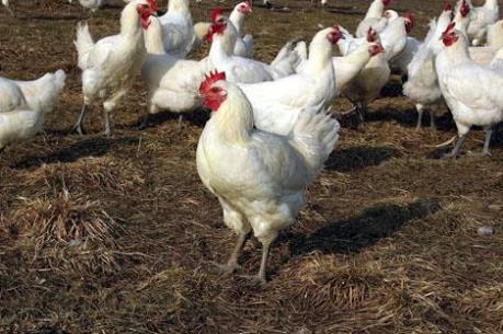 8 nước ngừng nhập khẩu sản phẩm gia cầm Pháp do H5N1