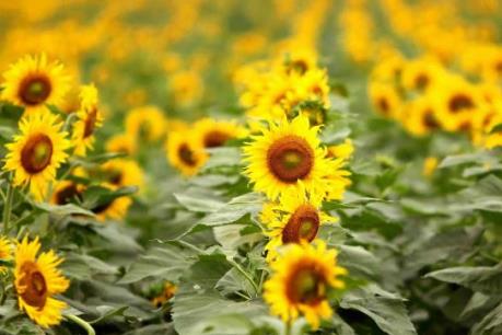 Ngất ngây trước cánh đồng hoa hướng dương vàng rực tại Nghệ An