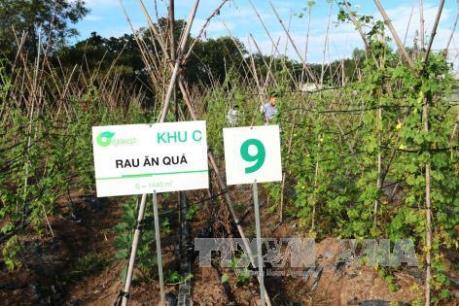 Tây Ninh chọn Nhật Bản làm đối tác phát triển nông nghiệp công nghệ cao