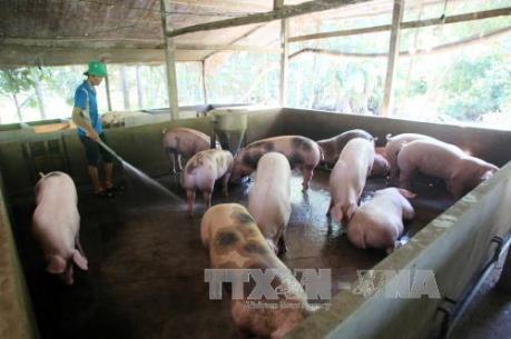 Bình Hà đầu tư 18.000 tỷ đồng phát triển trang trại chăn nuôi