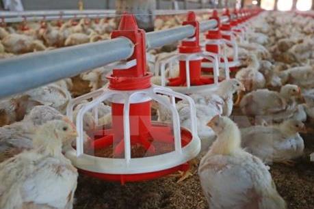 Phát hiện hành vi mới tuồn chất cấm vào chăn nuôi