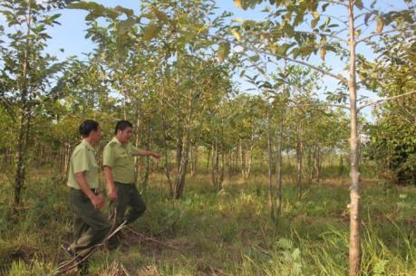 Phó Thủ tướng Hoàng Trung Hải: Có sai số lớn trong việc kiểm kê, đo đạc rừng