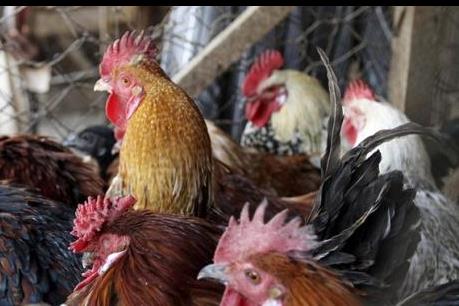 Campuchia phát hiện virus cúm gia cầm H5N1