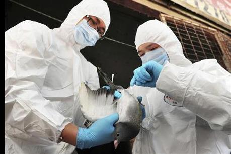 Phát hiện mới: Vi rút cúm A (H7N9) chuyển đổi từ gen độc lực thấp sang độc lực cao