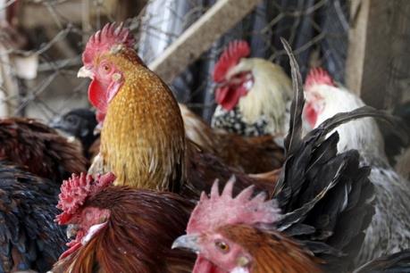 Dịch cúm gia cầm bùng phát ở nước sản xuất nông nghiệp lớn nhất EU