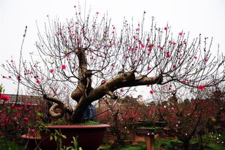 Đào thế chơi Tết 2016 có giá thuê từ hàng chục triệu