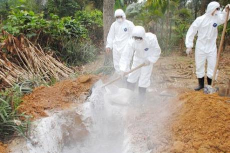 Bà Rịa-Vũng Tàu tiêu hủy 42.000 con gia cầm nhiễm H5N1