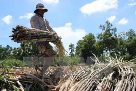Tây Ninh: Nhà máy đường tăng giá mua mía nguyên liệu 135.000 đồng/tấn