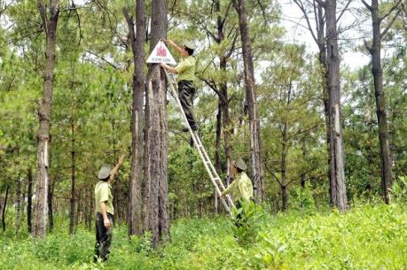 Đối tác hỗ trợ ngành lâm nghiệp cũng tập trung ứng phó với biến đổi khí hậu
