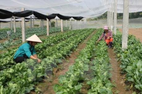 Doanh nghiệp Nhật Bản quan tâm đến nông nghiệp Việt Nam tăng lên