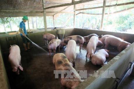 Công bố đường dây nóng tố giác chất cấm trong chăn nuôi