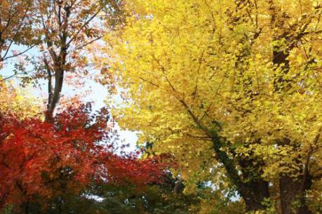 Tokyo – Bản giao hưởng cuối mùa thu