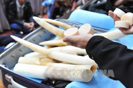 Singapore thu giữ hơn nửa tấn ngà voi trị giá 920 nghìn USD