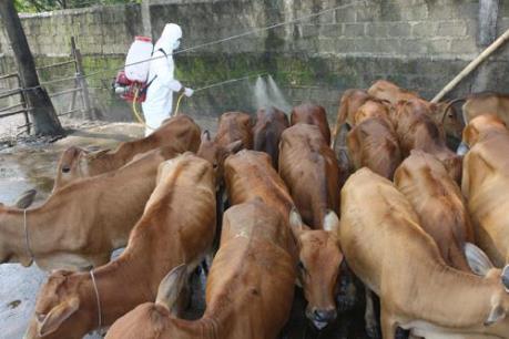 Hà Tĩnh tập trung dập dịch lở mồm long móng