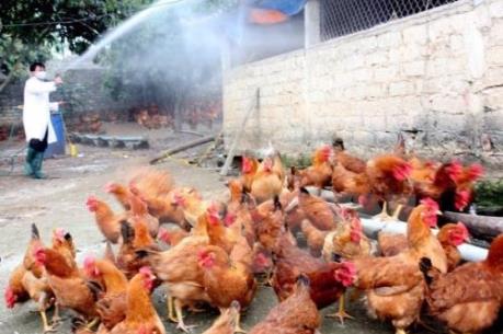 Cảnh báo nguy cơ dịch cúm A (H7N9) xâm nhập vào Việt Nam