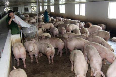 Phát hiện công ty “tuồn” chất cấm cho chăn nuôi