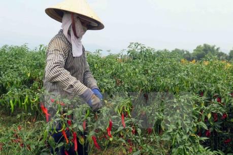 Trồng ớt thu lãi hơn 100 triệu đồng/ha