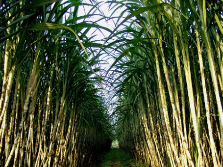 SBT xin gia hạn công bố báo cáo tài chính hàng quý