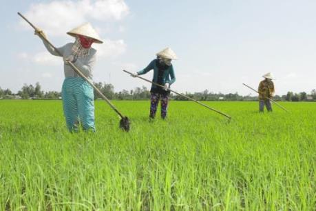 Mưa “vàng” cứu khát Bạc Liêu