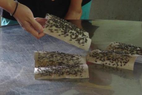 Người dân Bà Rịa-Vũng Tàu khốn khổ vì "ruồi"