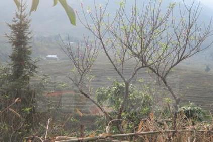 Dự báo thời tiết 24/12: Bắc Bộ và Bắc Trung Bộ chuyển rét đậm