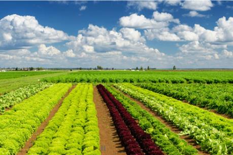 PAN bán hết 16,63 triệu cổ phiếu
