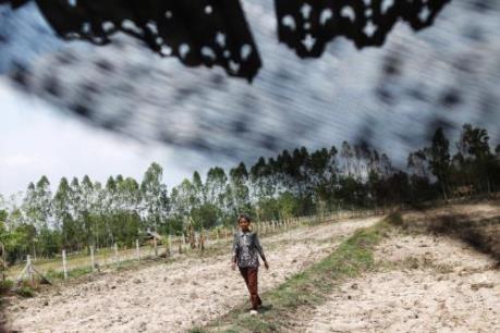 Sản xuất lúa gạo ở Đông Nam Á lao đao vì El Nino