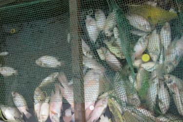 Cá bè chết hàng loạt trên sông Đồng Nai