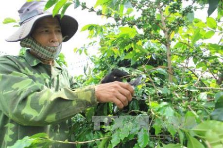 Công bố lãi suất cho vay tái canh cà phê năm 2016