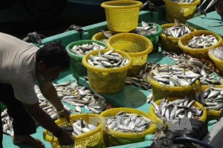 Năm 2016, xuất khẩu nông-lâm-thủy sản có thể vượt ngưỡng 31 tỷ USD