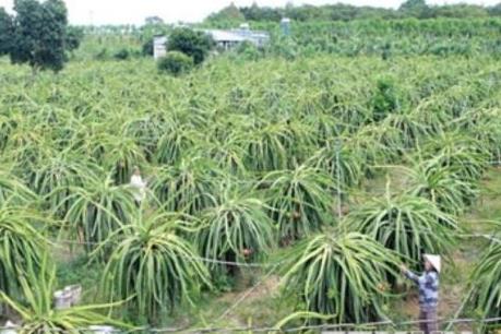 Những khuyến cáo đối với người trồng thanh long ở Long An