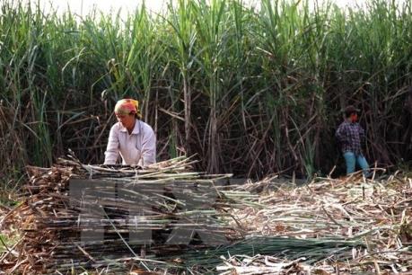 Ngành mía đường trước áp lực hội nhập