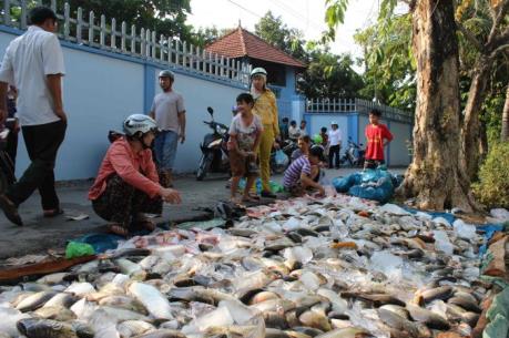 Xác định nguyên nhân cá chết hàng loạt trên sông Đồng Nai