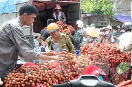 Mở rộng mô hình sản xuất vải thiều xuất khẩu ở Hải Dương