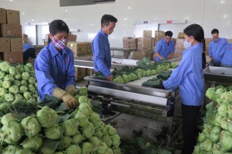 Khánh thành Nhà máy sơ chế rau củ quả quy mô lớn đầu tiên tại Hải Dương