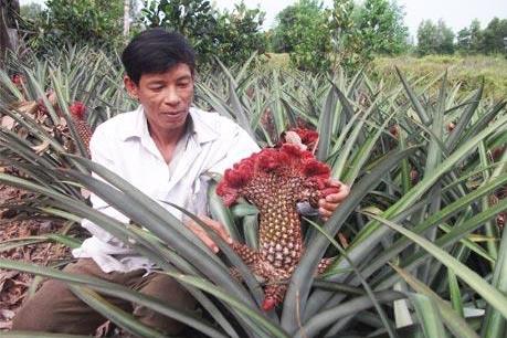 Trồng dứa phụng cho dịp Tết thu nhập cao gấp 20 lần