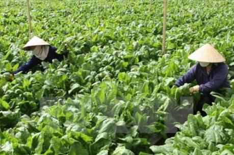 Trên 300.000 tấn rau phục vụ thị trường Tết