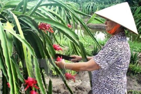 Thực hư việc thương lái Trung Quốc thu mua thanh long