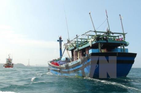Vụ tàu cá của Bình Định bị đâm chìm: Các cơ quan Việt Nam đang xác minh, điều tra thủ phạm