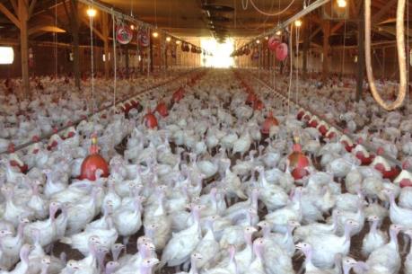 Pháp: Nhiều trang trại chăn nuôi tạm ngừng hoạt động vì cúm gia cầm