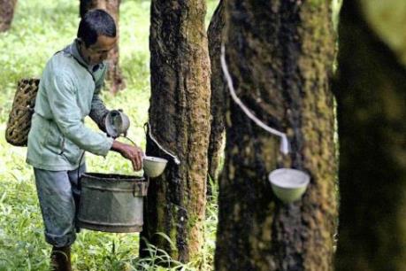 Ngành cao su Thái Lan "điêu đứng" khi kinh tế Trung Quốc suy giảm