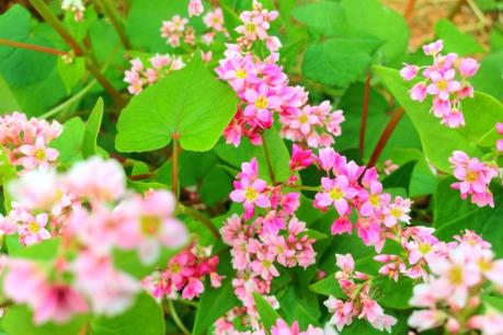 Hoa Tam giác mạch - điểm nhấn cho du lịch Suối Giàng, Yên Bái