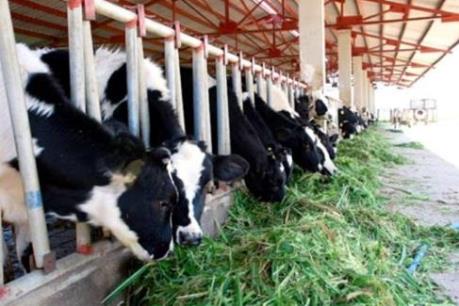 Khánh thành dự án chăn nuôi bò lớn nhất tại Hà Tĩnh
