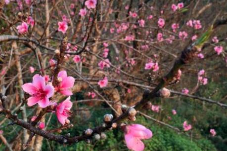 Đào rừng vùng cao Sơn La