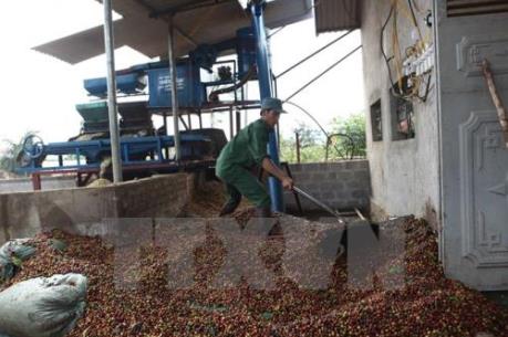 Xuất khẩu cà phê của Lào liên tục giảm